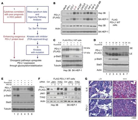 JCI IL 6 JAK1 Pathway Drives PD L1 Y112 Phosphorylation To Promote