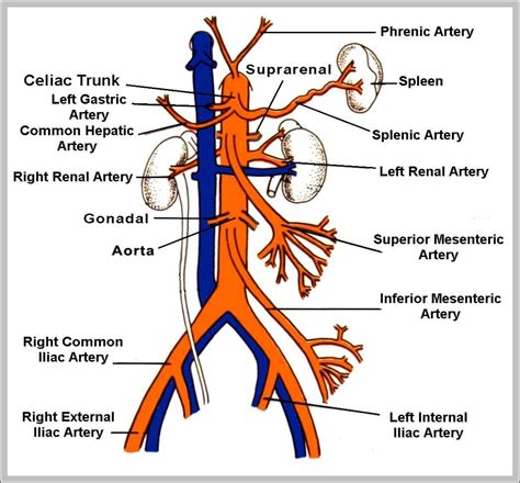 aortic arch branches | Anatomy System - Human Body Anatomy diagram and ...