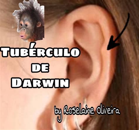 Você sabia Origem do nome Tubérculo de Darwin É assim denominado