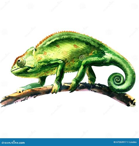 Green Chameleon Vector Illustration Drawing 204816815