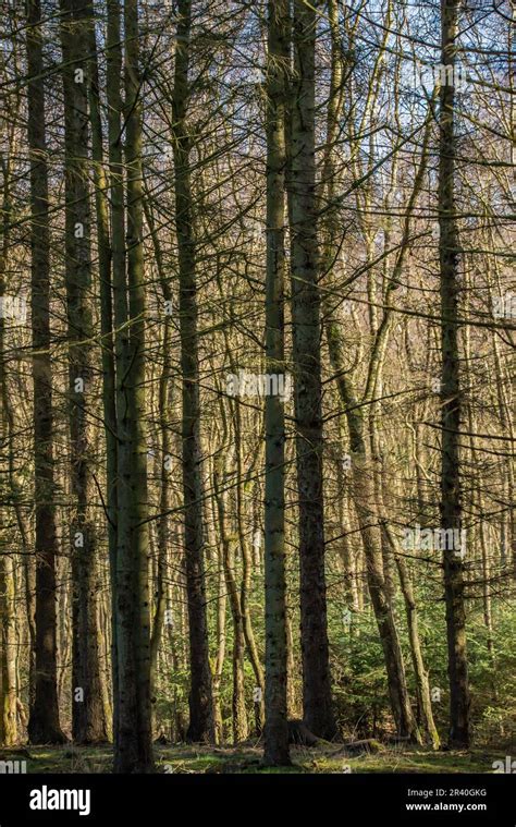 swampy spruce forest  res stock photography  images alamy