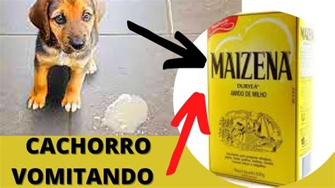 REMEDIO COMO ACABAR VÔMITO DOS CÃES ADULTOS E FILHOTES YouTube