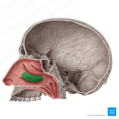 Nasal conchae: Anatomy, structure and function | Kenhub