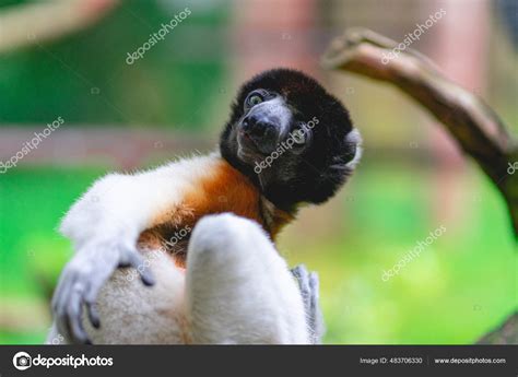 Monkeys Monkey Park Apenheul Netherlands Stock Photo By ©sonnyvermeer91