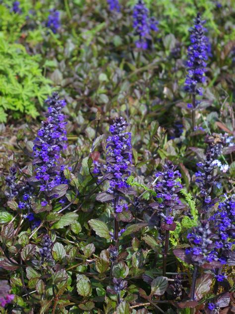 Ajuga Reptans Catlins Giant Beth Chatto Plants And Gardens