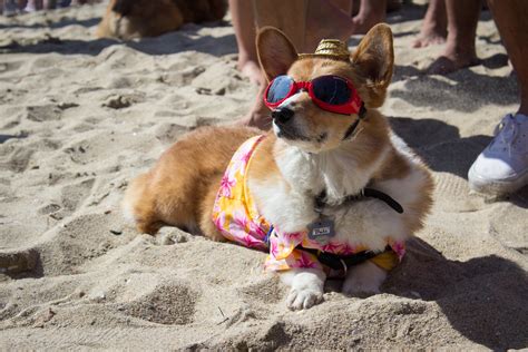 Corgi Beach Day