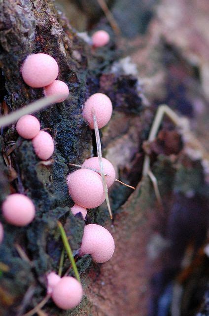 Have You Ever Seen The Inside Of These Slime Molds Slime Mould Plant Fungus Fungi