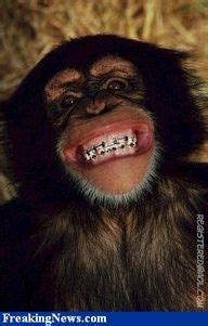 23 Animals with Braces ideas | dental humor, braces, funny animals