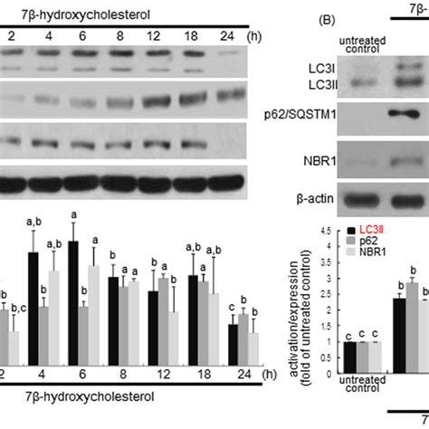 Western Blot Analysis Showing Temporal Responses Of Beclin 1 Induction