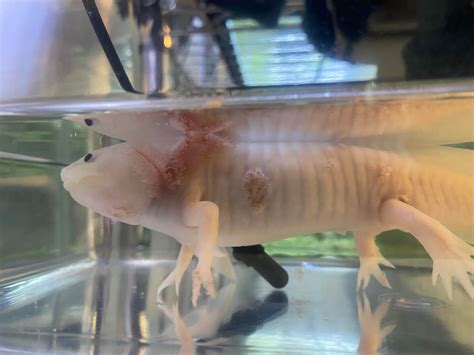 Help Soresred Peeling Spots On My Axolotl Details In Comment Section