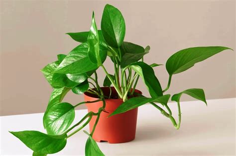 Is Lovely Epipremnum Aureum Pothos A Poisonous Plant