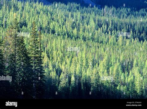 Forest above Strawberry Lake, Strawberry Mountain Wilderness, Malheur ...