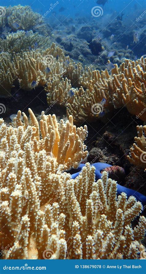 Coral Reef In Indonesia Bali Damsel Fish And Soft Corals Stock Photo