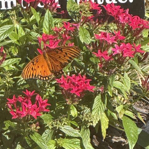 How to access the andalusia al star news digital edition 7