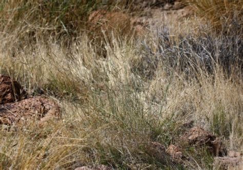 Black Grama Grass