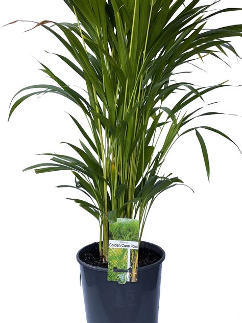 Golden Cane Palm Plant Spring Colours Nursery