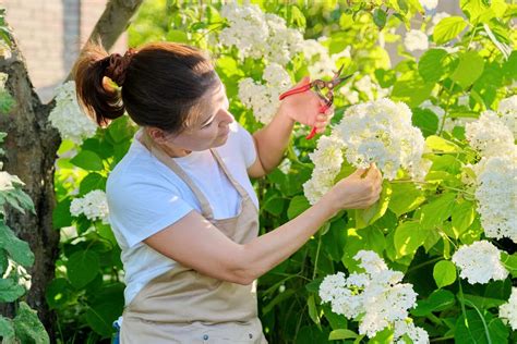 Let’s Get started Pruning Oakleaf Hydrangea the Right Way!