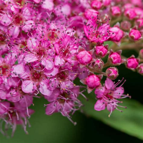 Spiraea Muddy Trowel