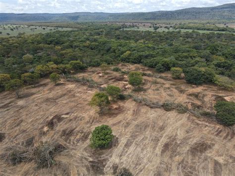 Ibama Embarga Hectares De Caatinga Desmatados Ilegalmente Na