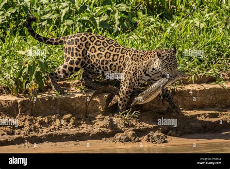 Jaguar prey catch hi-res stock photography and images - Alamy