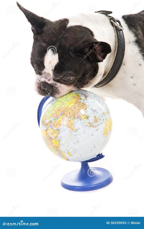 Dog with World Map Over White Background Stock Image - Image of ...