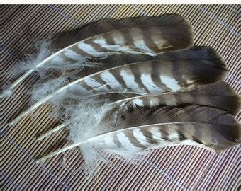 Eagle feather | Etsy
