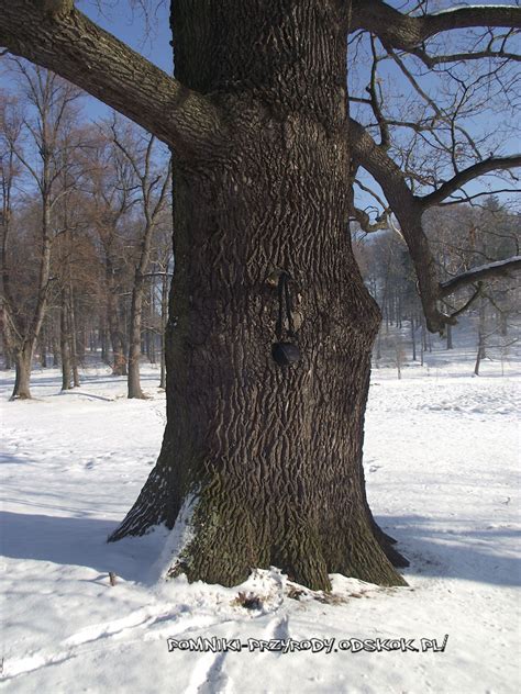 Bukowiec Park Pomniki Przyrody