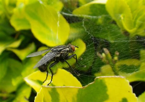 Free Images Nature Leaf Flower Fly Wildlife Green Botany