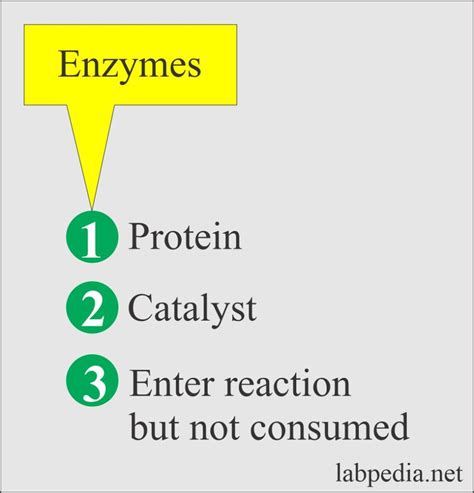 Enzymes Part 1 Introduction Of Enzymes