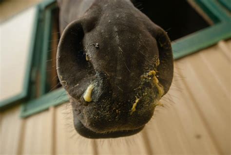 Equine Strangles And Tetanus Veterinarians Gisborne Gisborne