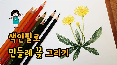 가볼쌤 색연필로 민들레 그림 그리기 Youtube