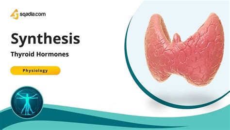 Thyroid Hormones - Synthesis