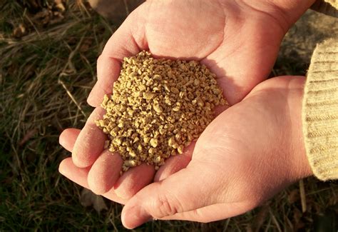 The Best Chicken Feed For Your Flock Selecting The Right Feed