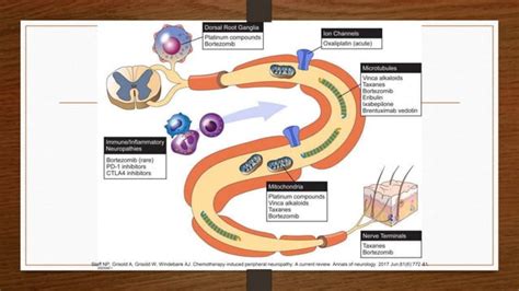 Chemotherapy-Induced Peripheral Neuropathy | PPT