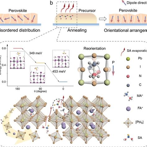 Schematic Illustration Of Vertical Polarization In Perovskite Films A