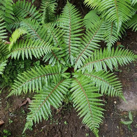 Ferns - Evergreen – Future Forests