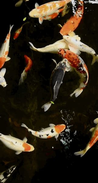 √ Koi Fisch Wallpaper Fischlexikon