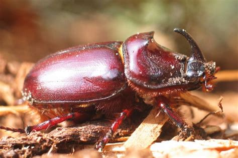 Naturspektrum Nashornk Fer Oryctes Nasicornis Arteninfo