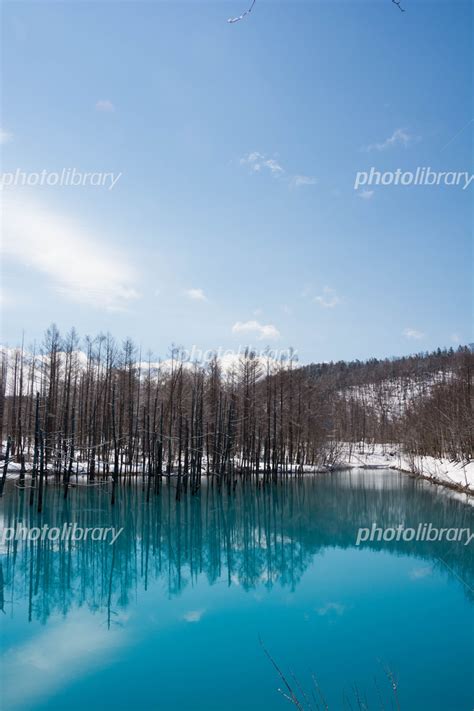 氷が溶け始めた冬の湖 美瑛町青い池 写真素材 6311375 フォトライブラリー Photolibrary