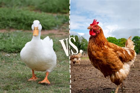 Ducks vs. Chickens: Which Should You Get? | Herd & Home