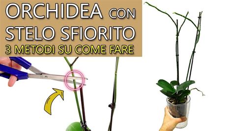 Orchidea Con Stelo Sfiorito Metodi Su Come Fare Per Altre Fioriture