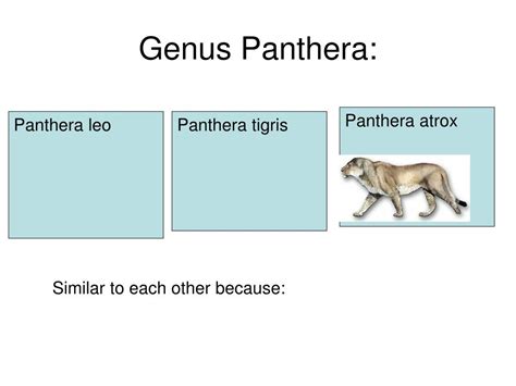 PPT - Genus Panthera: PowerPoint Presentation, free download - ID:5327197