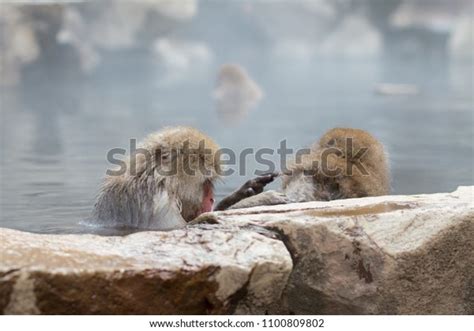 Snow Monkeys Soak Hot Spring Nagano Stock Photo 1100809802 Shutterstock