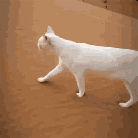 Cat White Cat  Cat White Cat Desert Discover And Share S