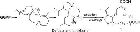 Proposed Biosynthesis Pathway For 1 Download Scientific Diagram