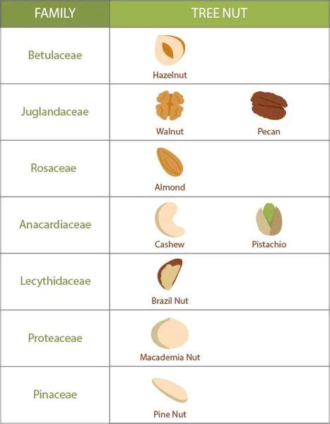 Understanding Tree Nut Allergy – Lil Mixins | Tree nut allergy, Nut allergies, What are tree nuts