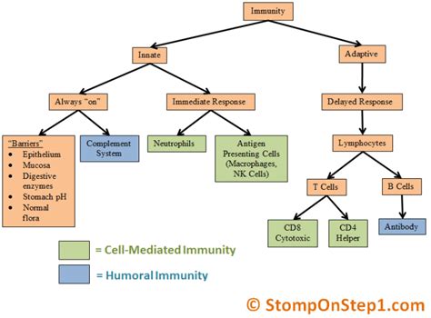 Diagram of Innate Immunity vs. Adaptive Immune System