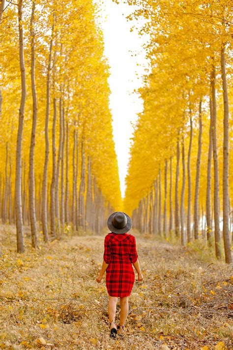 Last Chance To See The Autumn Colors Of The Boardman Tree Farm Local