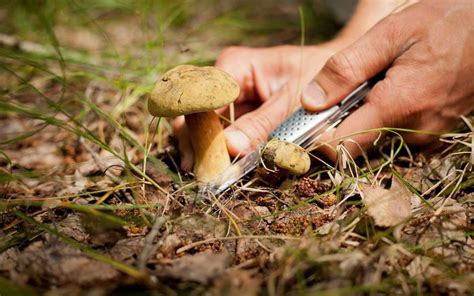 Cest la saison des champignons pas des intoxications La République