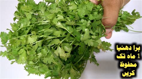 How To Store Coriander In Summers For Up To Month Dhaniya Store